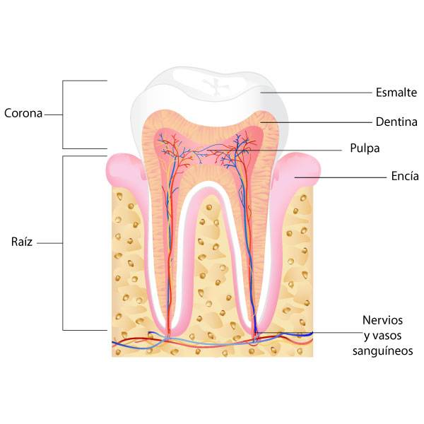 Endodoncia