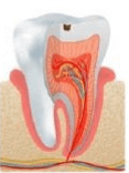 Odontología conservadora 1